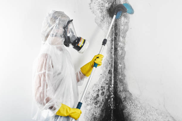 Best Mold Remediation for Healthcare Facilities  in Hendersonville, TN